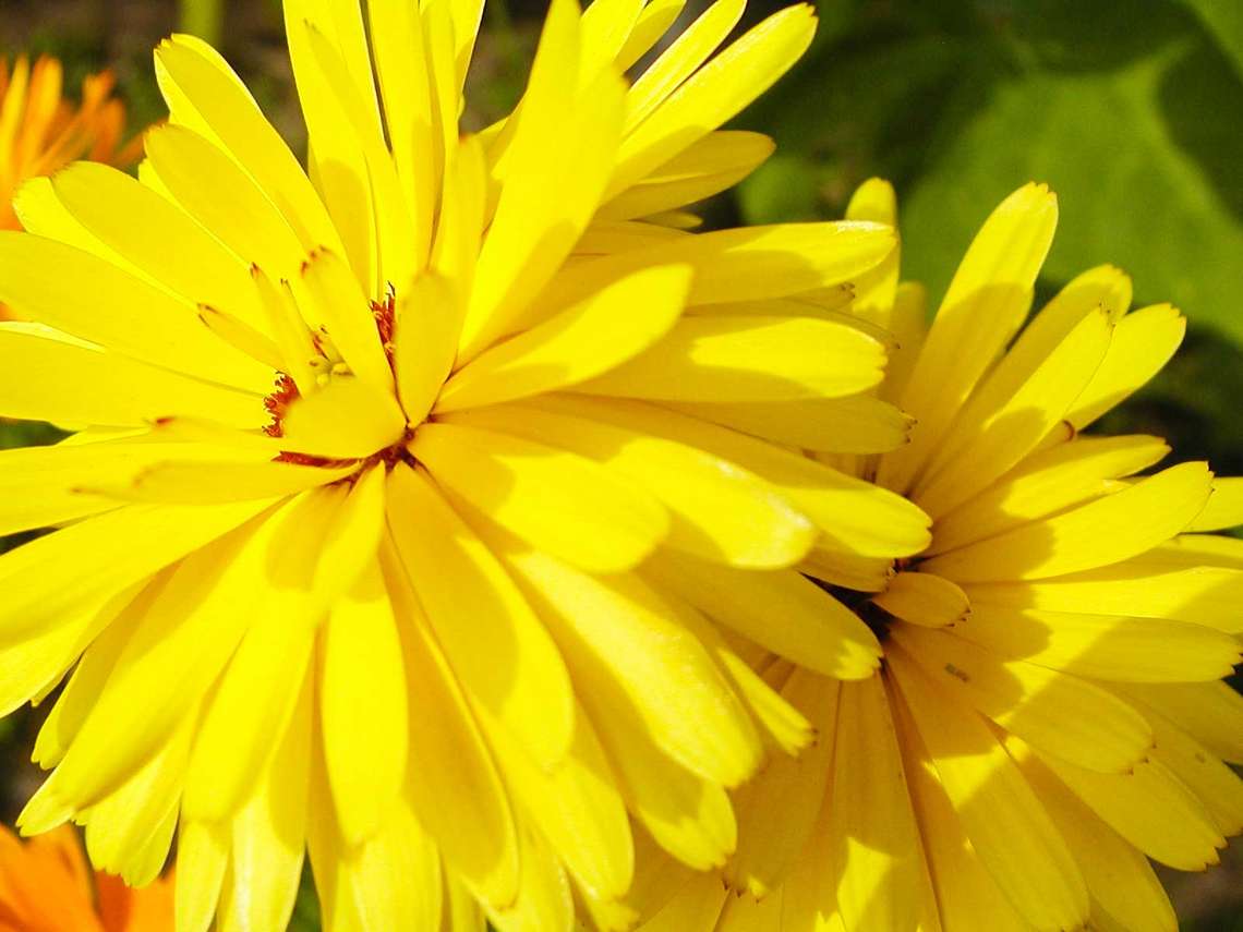 Die Sommerblume die Ringelblume 02 für comercial Fotos und Bilder.