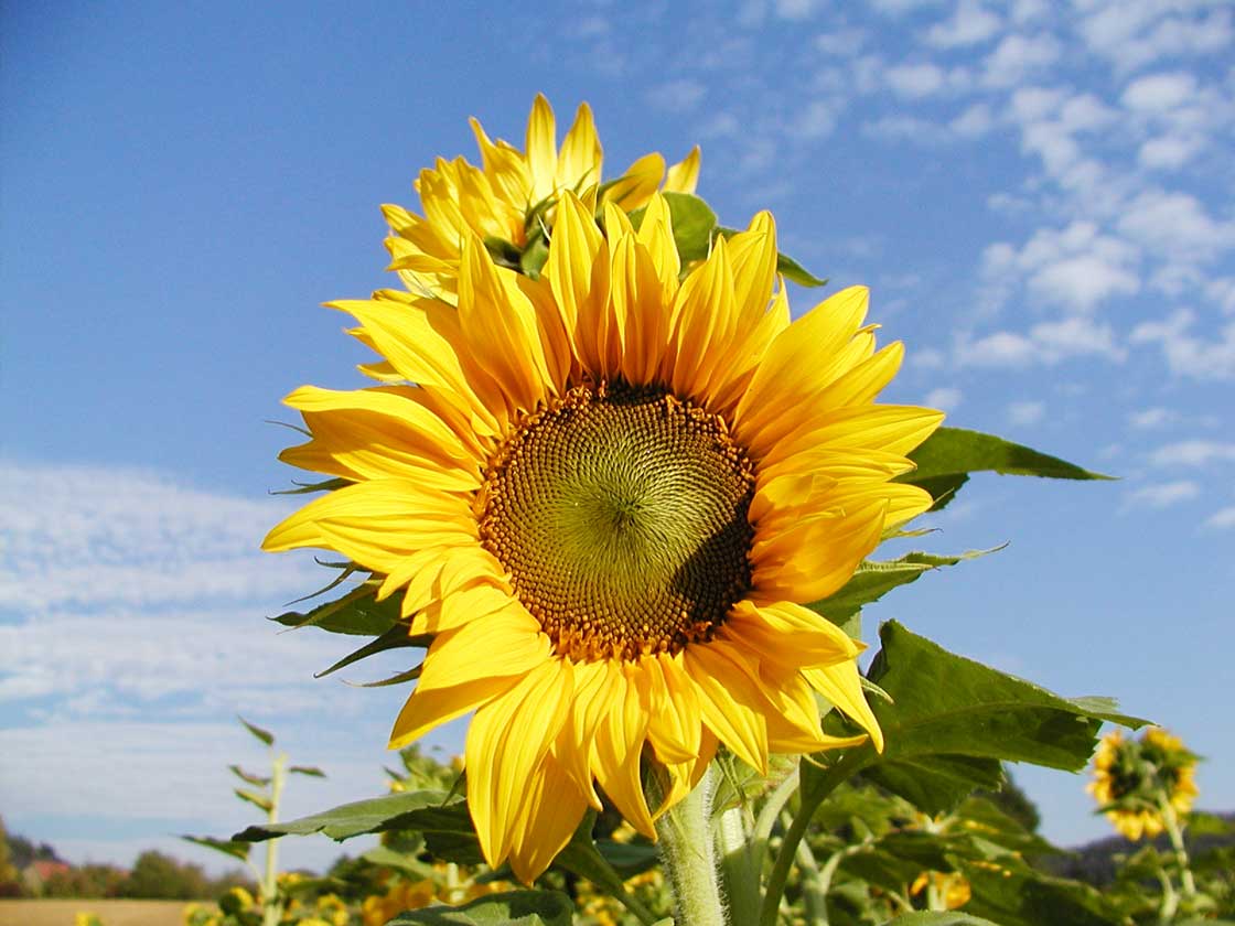 Die Sommerblume die Sonnenblume 01 für comercial Fotos und Bilder.