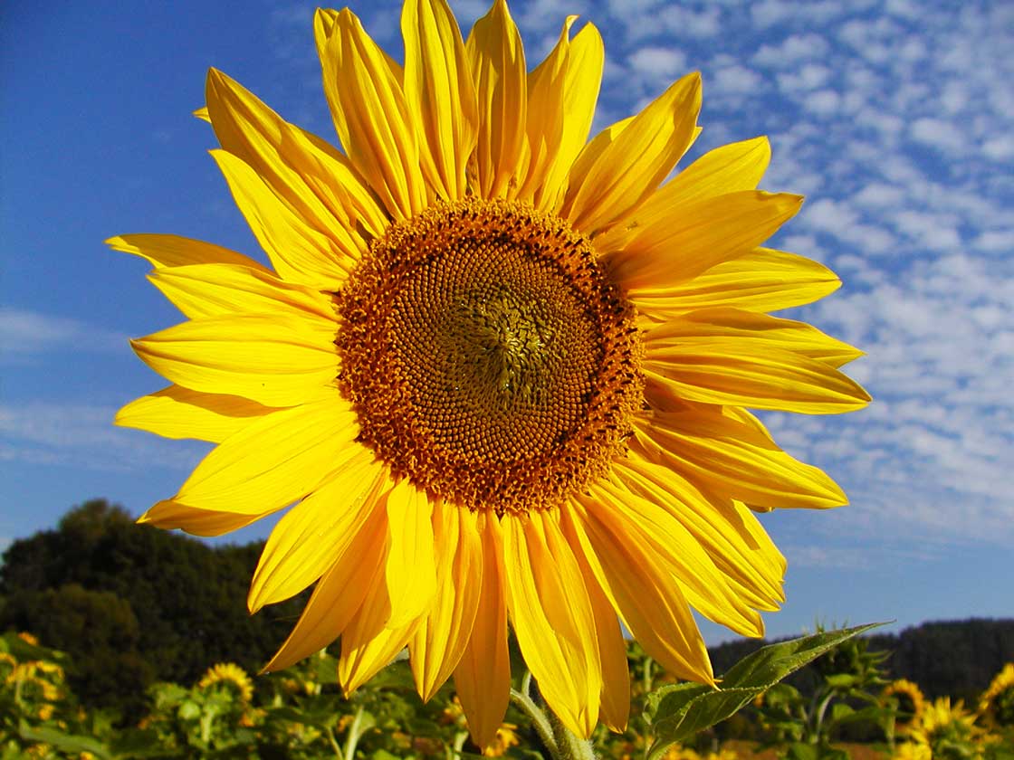 Die Sommerblume die Sonnenblume 02 für comercial Fotos und Bilder.
