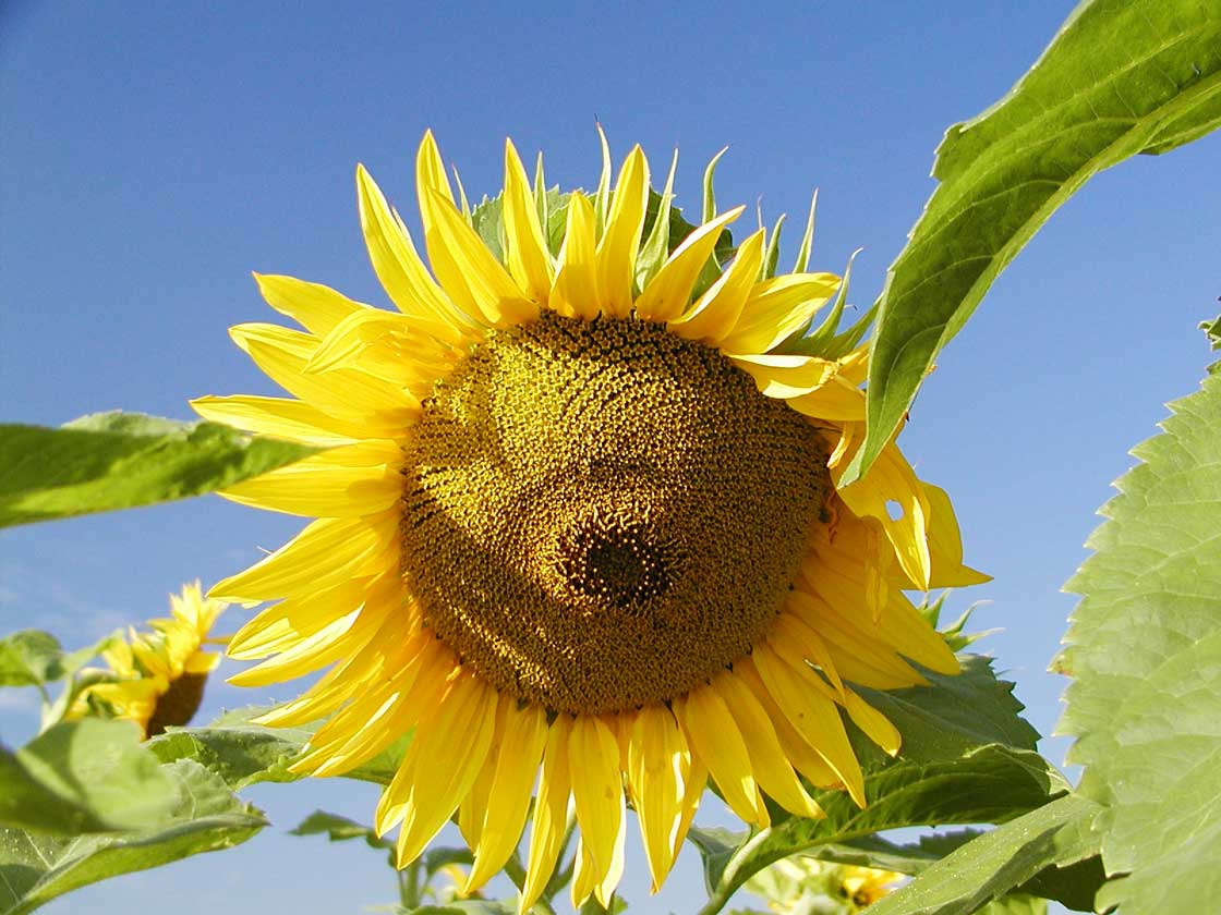 Die Sommerblume die Sonnenblume 03 für comercial Fotos und Bilder.