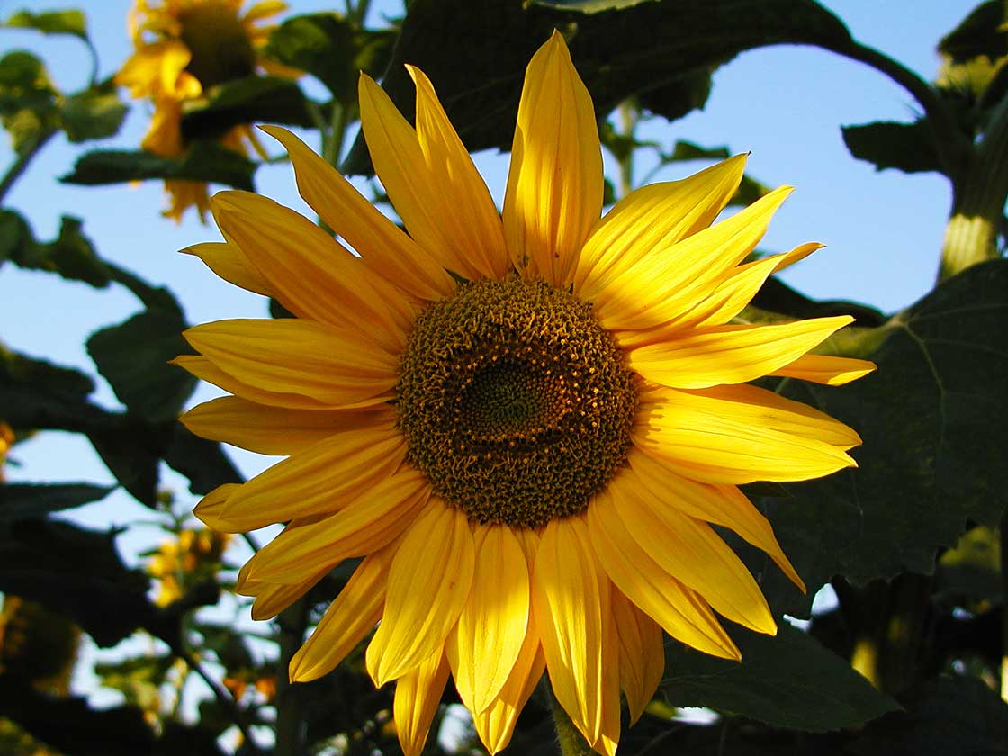 Die Sommerblume die Sonnenblume 04 für comercial Fotos und Bilder.