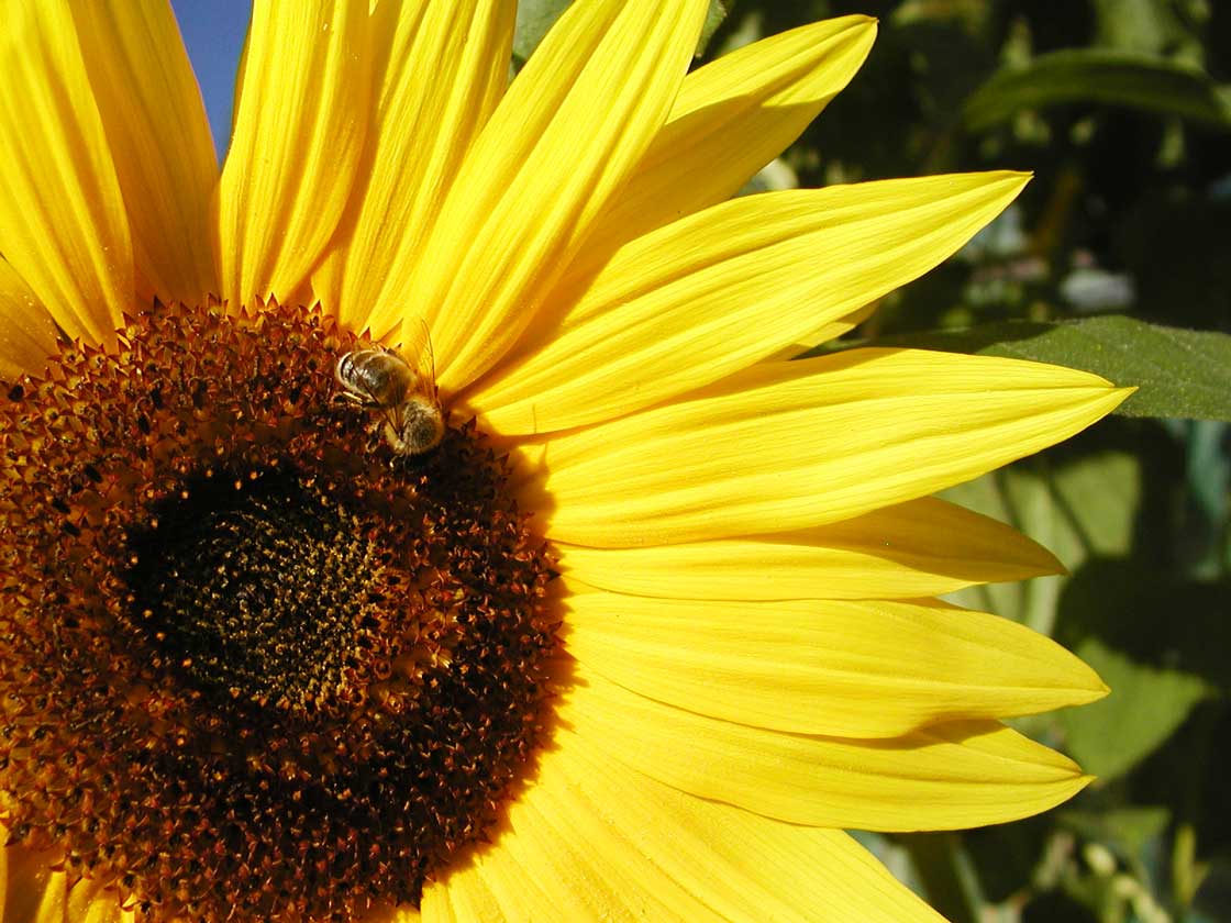 Die Sommerblume die Sonnenblume 05 für comercial Fotos und Bilder.