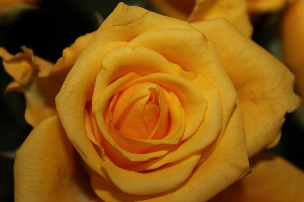 Die Sommerblume die Rosen 02 fuer comercial Foto und Bilder.
