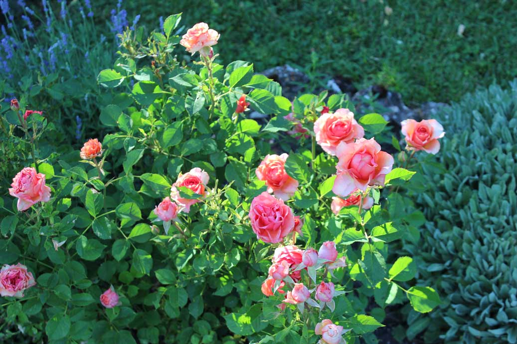 Die Sommerblume die Rosen 03 fuer comercial Foto und Bilder.