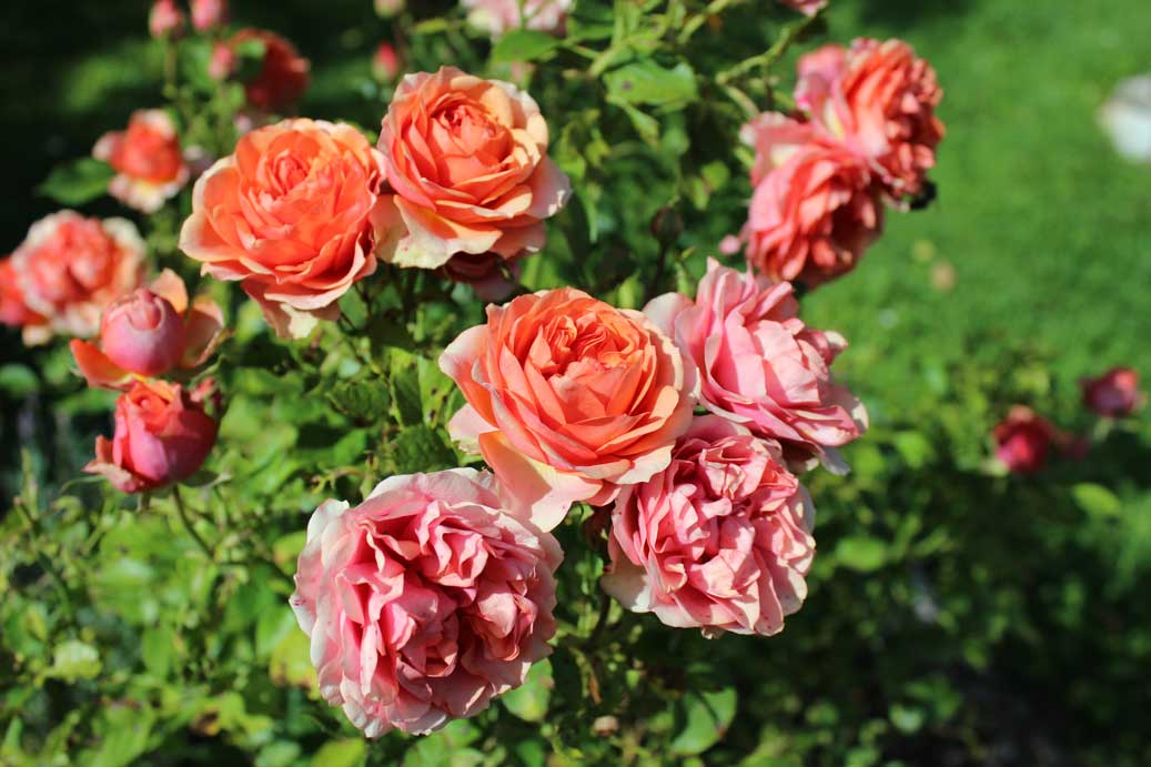Die Sommerblume die Rosen 05 fuer comercial Foto und Bilder.