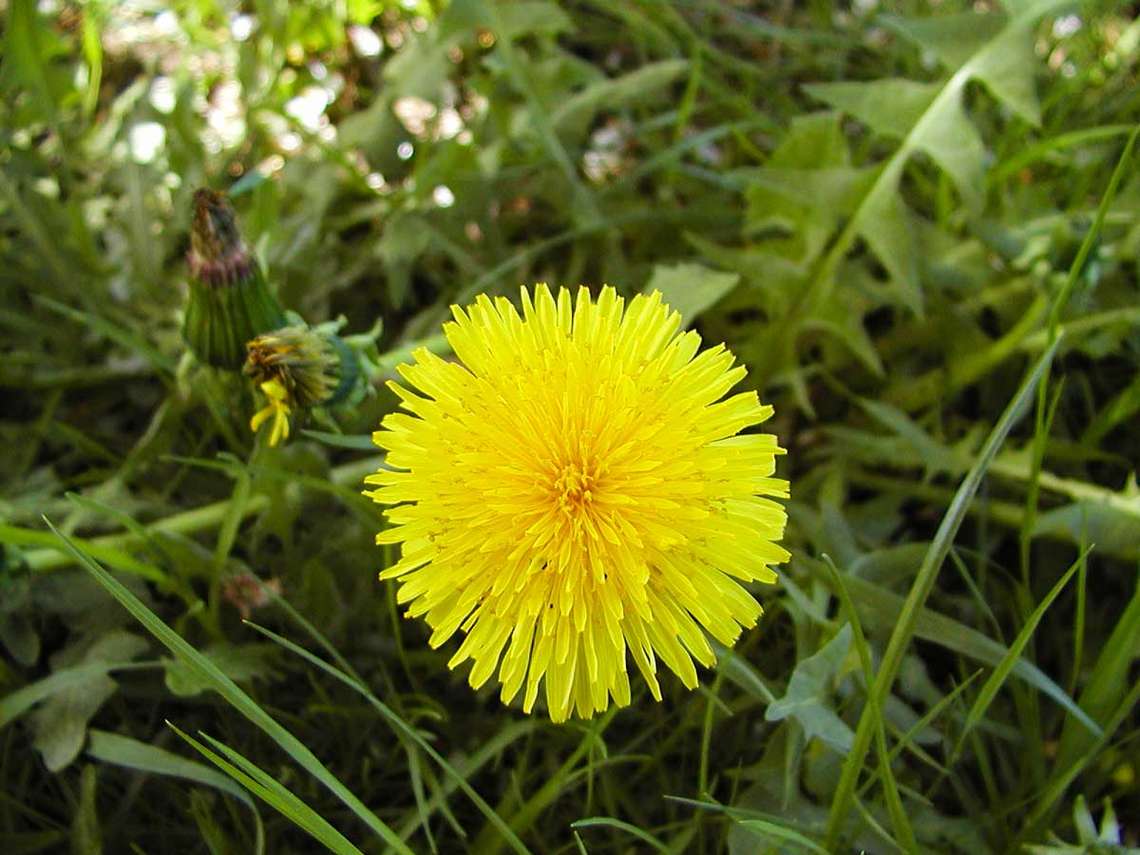 Die Blueten im Fruehling, die Fruehlingsblume der Loewenzahn 28 für comercial Fotos Und Bilder.