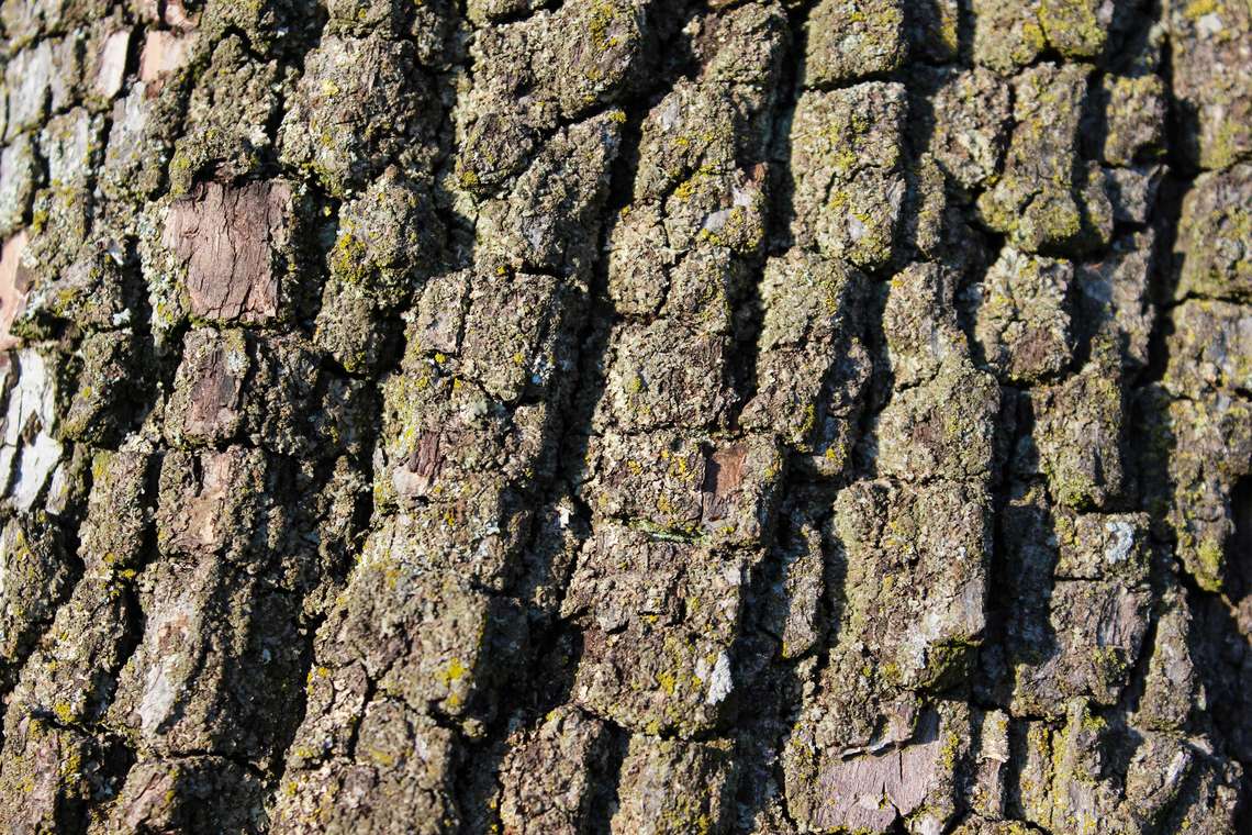 Die Struktur, Natur die Rinde vom Apfelbaum 01 fuer comercial Fotos und Bilder.