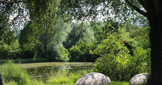 Das Foto fuer Landschaft im Sommer im Kurpark fuer comercial Fotos und Bilder.