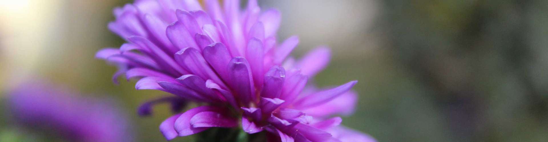 Die Blueten im Herbst, die Herbstblume die Aster 10