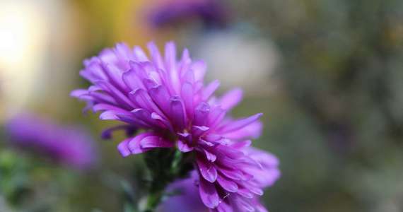 Die Blueten im Herbst, die Herbstblume die Aster 10