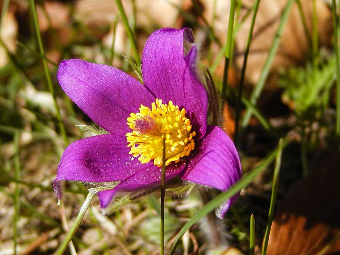 Die Blueten im Fruehling, die Fruehlingsblume die Kuechenschelle 29 für comercial Fotos Und Bilder.