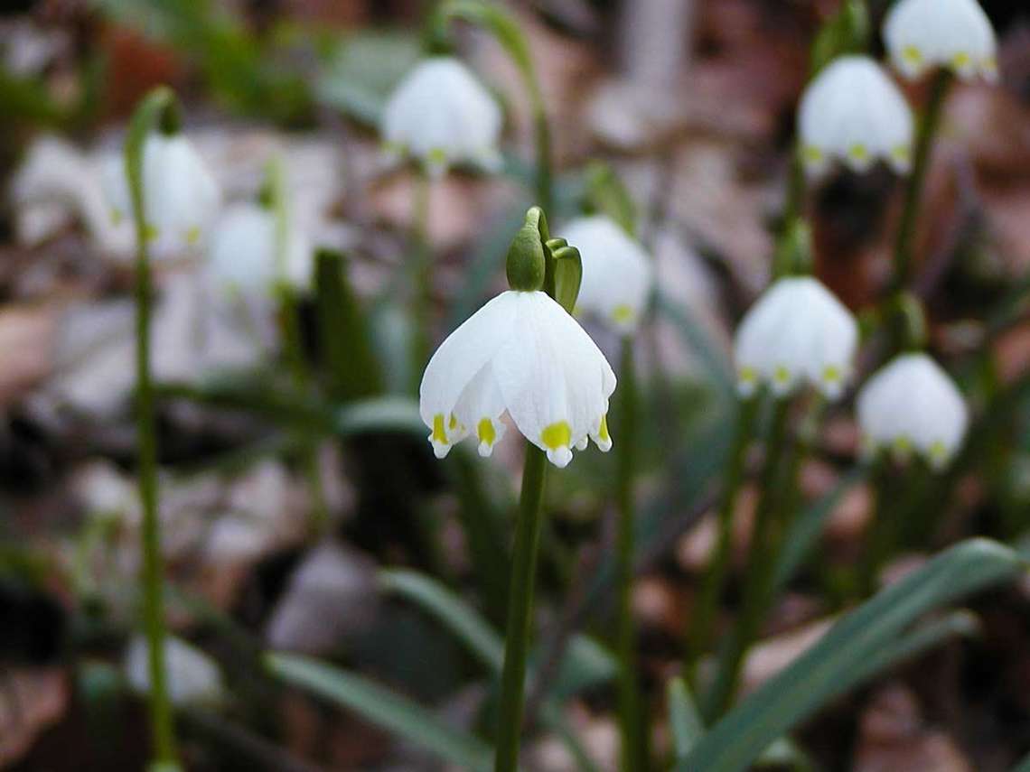 Die Blueten im Fruehling, die Fruehlingsblume der Maerzenbecher 27 für comercial Fotos Und Bilder.