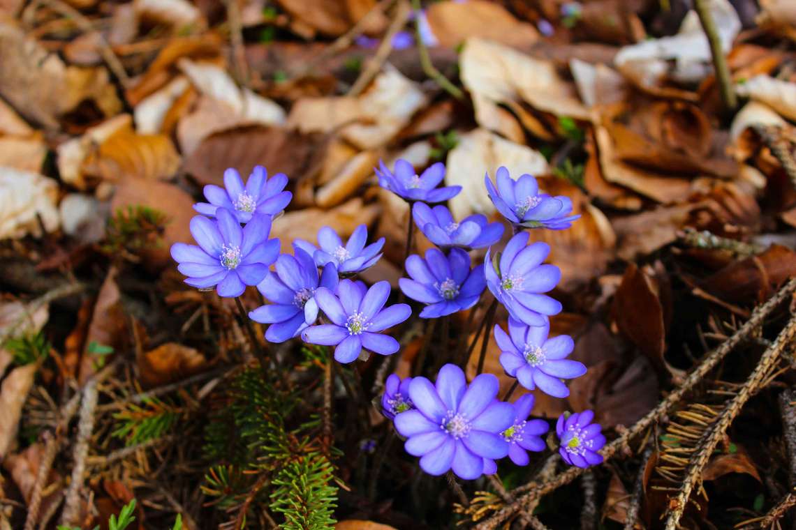 Die Frühlingsblume die Leberbluemchen 01 fuer comercial Foto und Bilder.