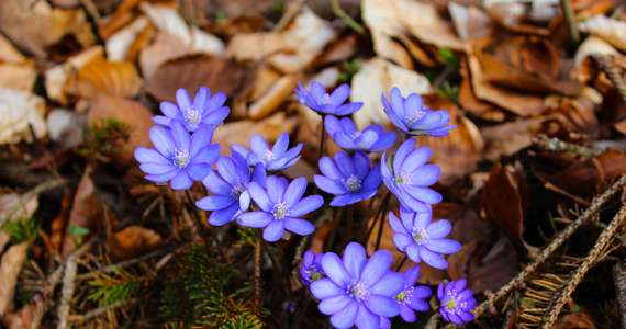 Die Frühlingsblume die Leberbluemchen 01 fuer comercial Foto und Bilder.