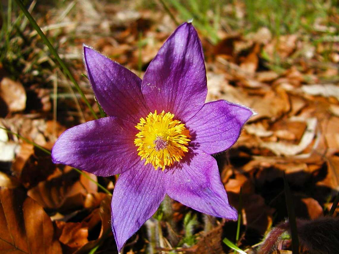 Die Blueten im Fruehling, die Fruehlingsblume die Kuechenschelle 30 für comercial Fotos Und Bilder.