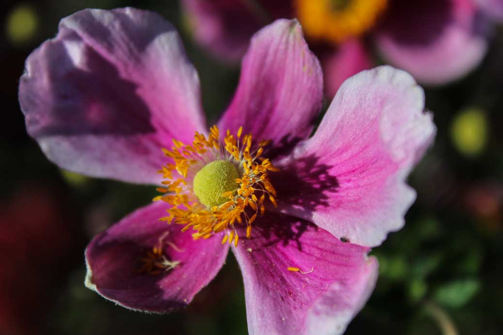 Die Blueten im Herbst, die Herbstblume die Anemone 08 für comercial Fotos und Bilder.