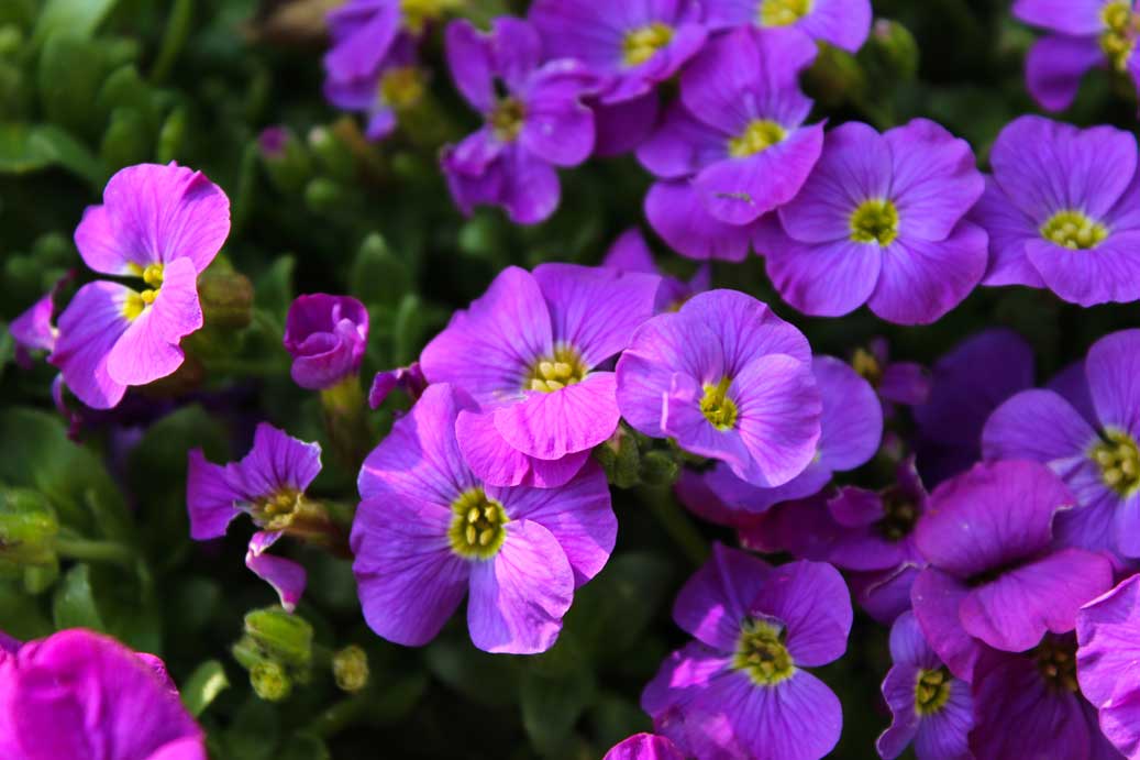 Die Frühlingsblume das Blaukissen 18 fuer comercial Foto und Bilder.