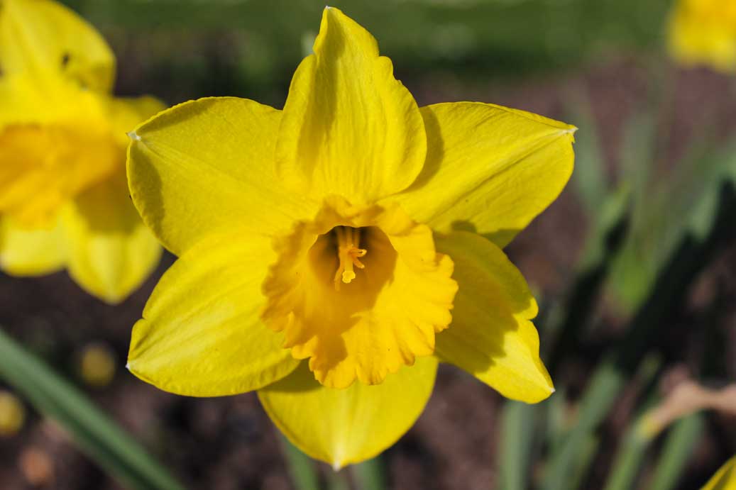 Die Frühlingsblume die Narzisse 10 für comercial Fotos und Bilder.