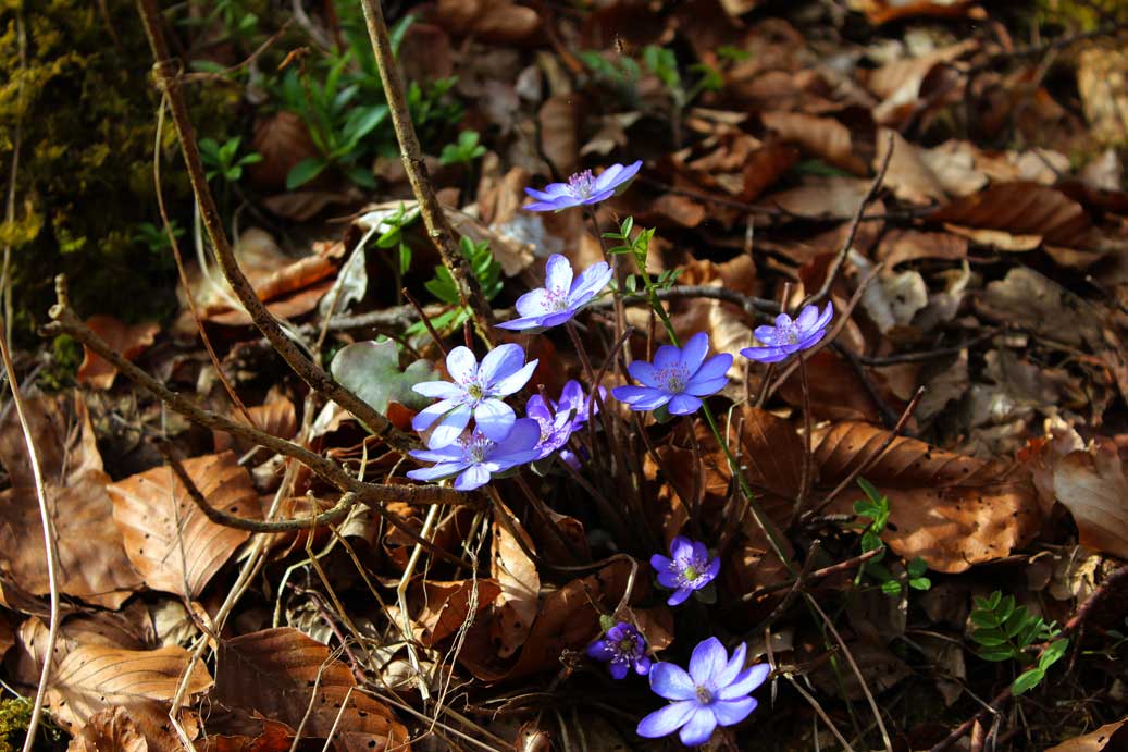 Die Frühlingsblume die Leberbluemchen 02 fuer comercial Foto und Bilder.