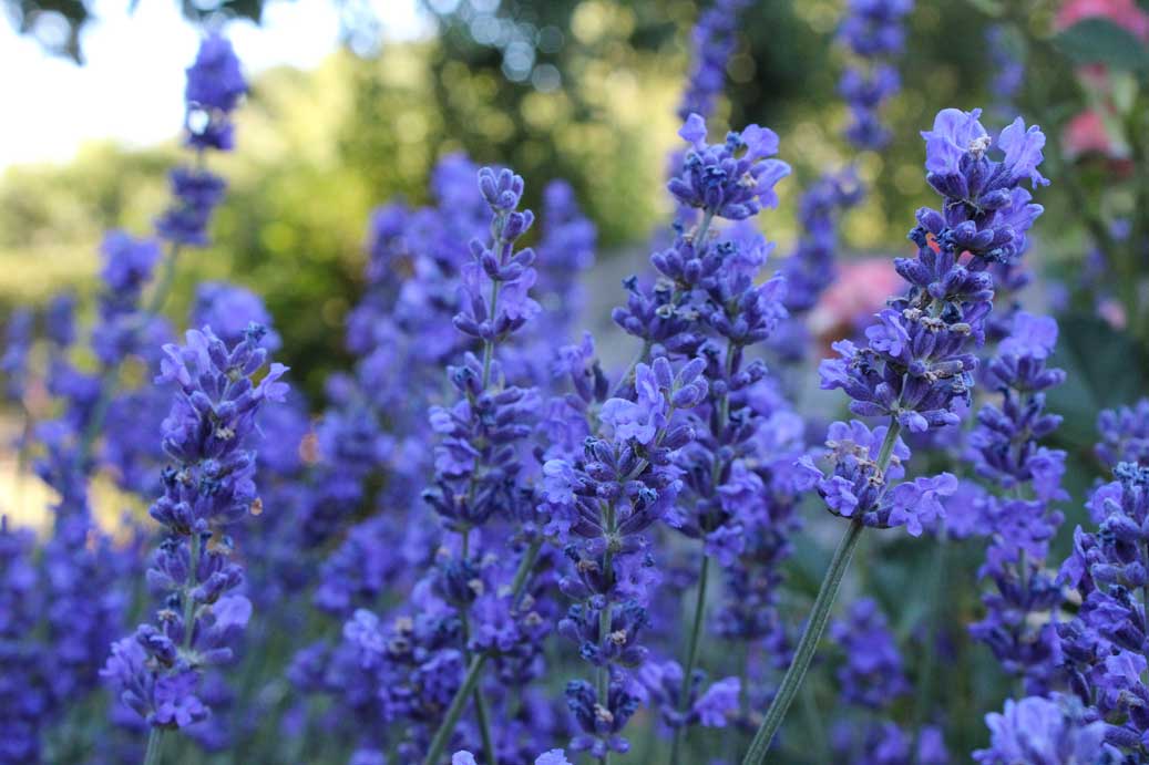 Die Sommerblumen der Lavendel 23 fuer comercial Foto und Bilder.