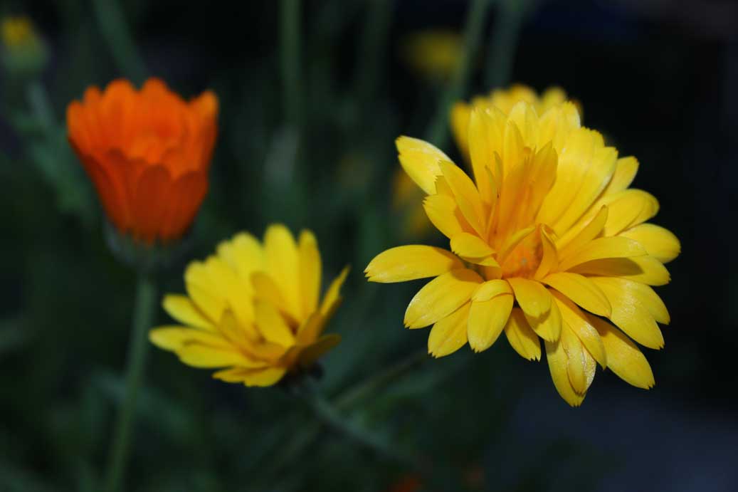 Die Sommerblumen die Ringelblume 20 fuer comercial Foto und Bilder.