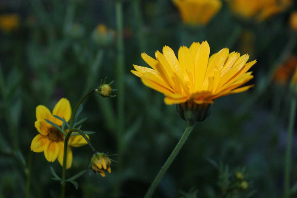 Die Sommerblumen die Ringelblume 21 fuer comercial Foto und Bilder.