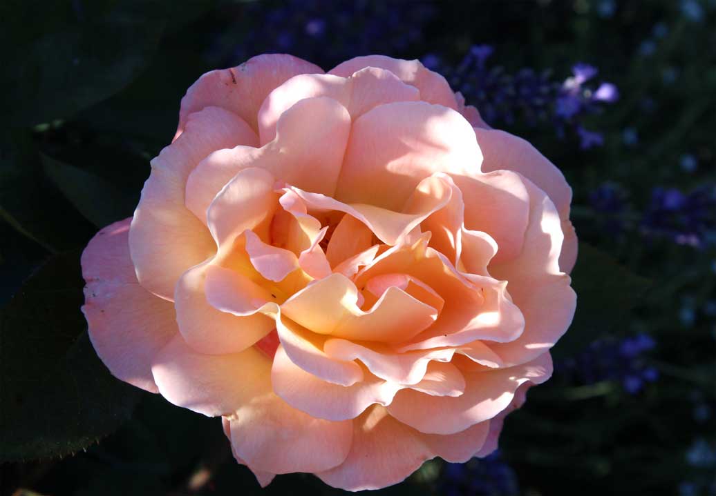Die Sommerblume die Rosen 10 fuer comercial Foto und Bilder.