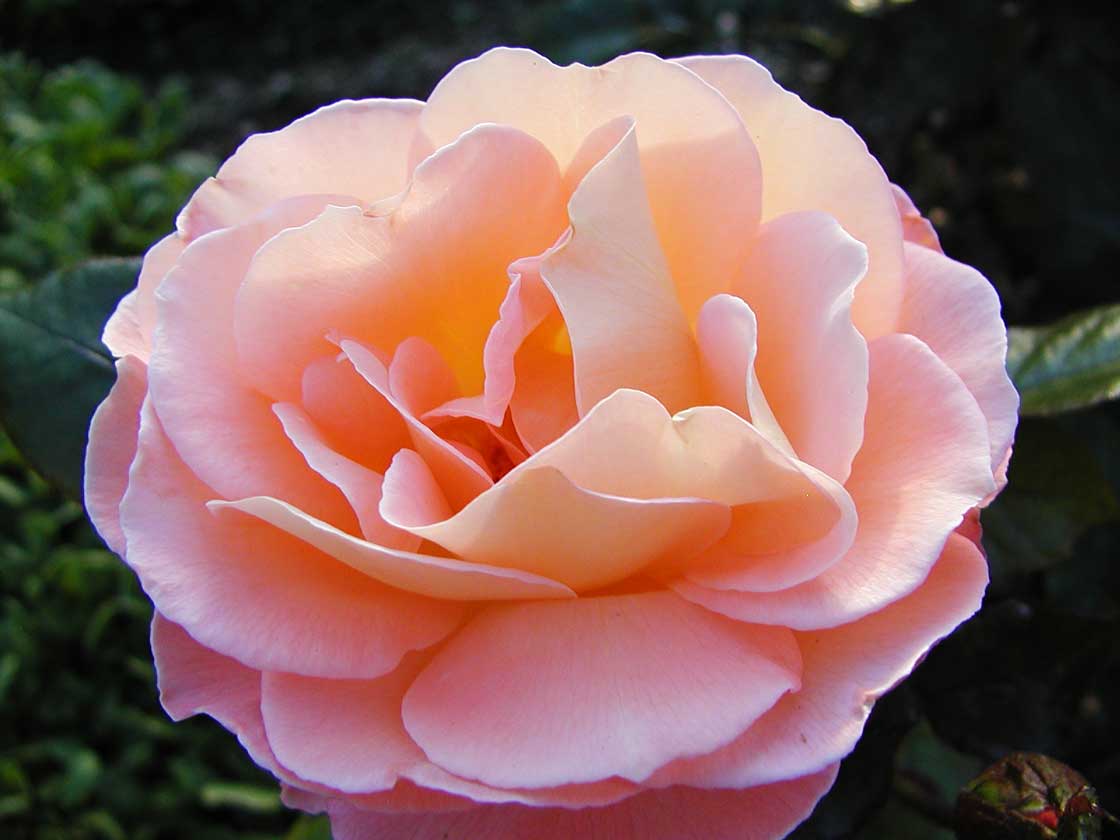 Die Sommerblume die Rosen 11 fuer comercial Foto und Bilder.