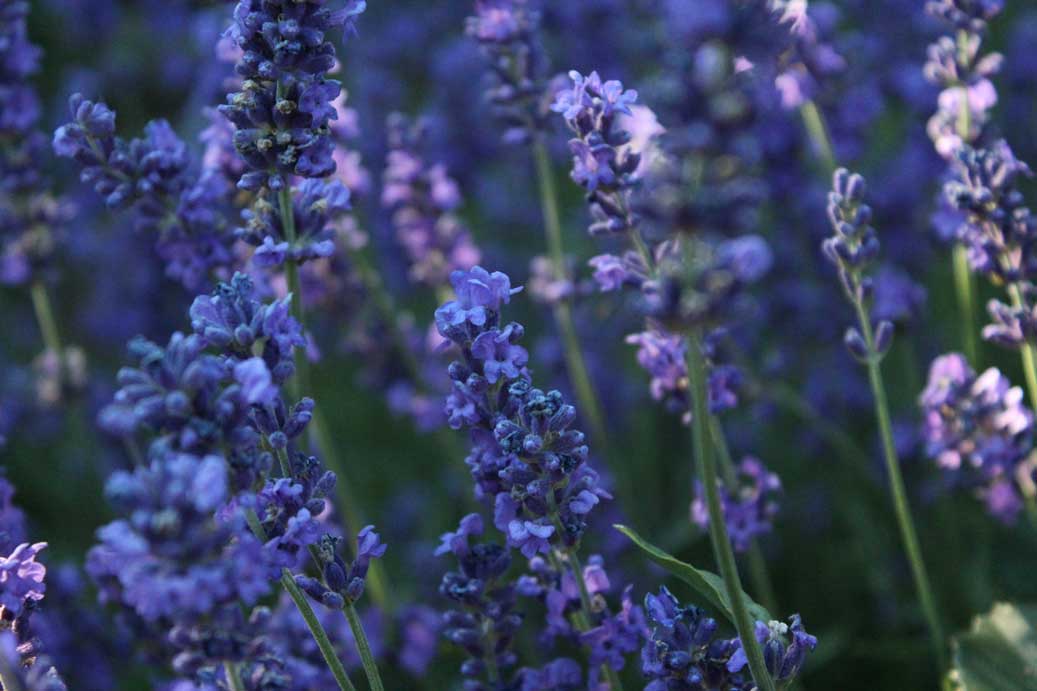Die Sommmerblume der Lavendel 30, fuer comercial Fotos und Bilder.