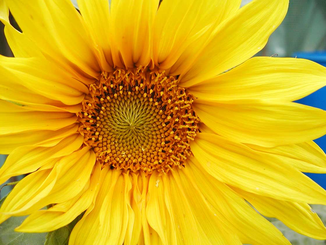 Die Sommerblume die Sonnenblume 07 fuer comercial Foto und Bilder.