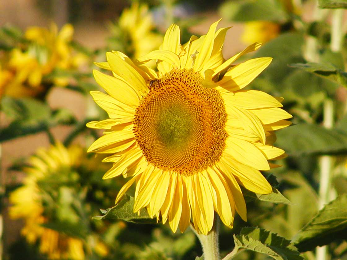 Die Sommerblume die Sonnenblume 08 fuer comercial Foto und Bilder.