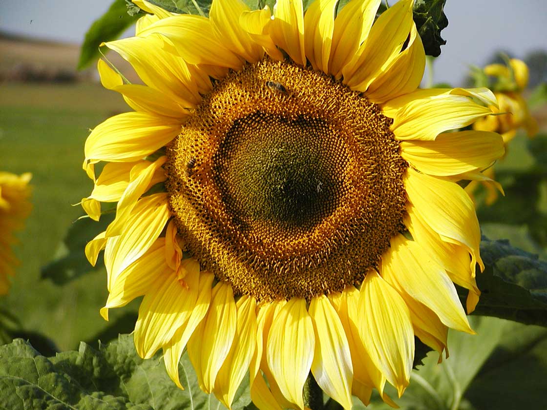Die Sommerblume die Sonnenblume 09 fuer comercial Foto und Bilder.