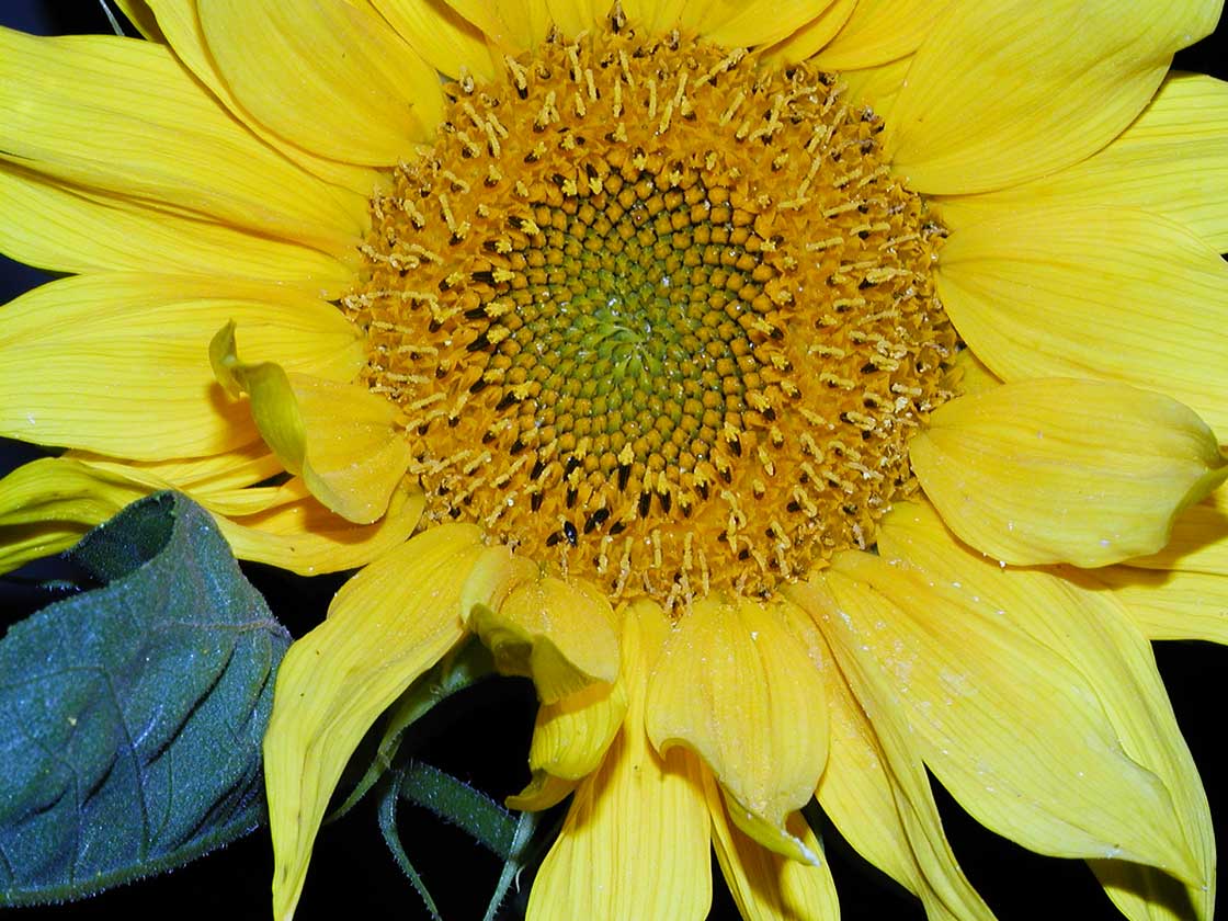 Die Sommerblume die Sonnenblume 10 fuer comercial Foto und Bilder.
