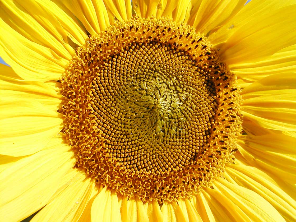 Die Sommerblume die Sonnenblume 12 fuer comercial Foto und Bilder.