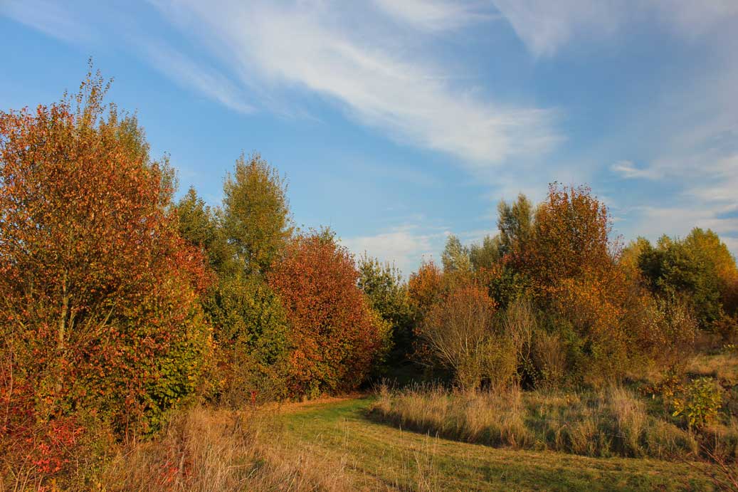 Das Foto der Landschaft im Herbst, im Auwald 27 für comercial Fotos und Bilder.