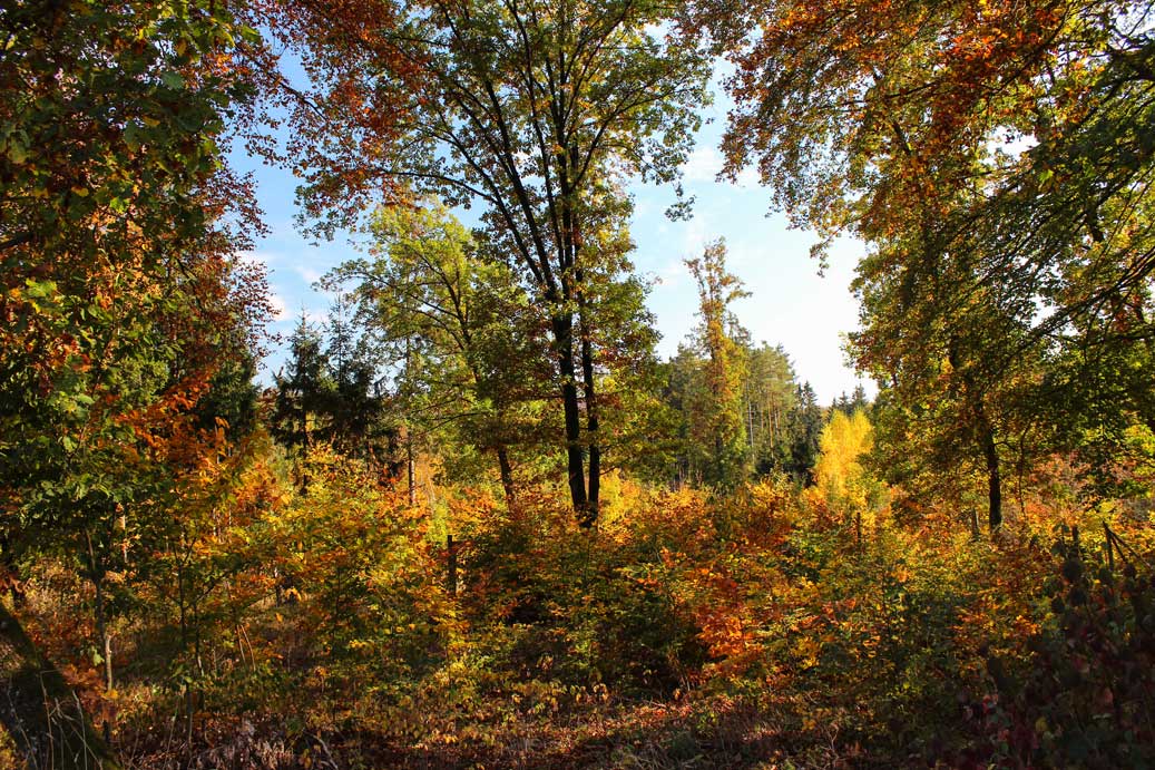 Das Foto der Landschaft im Herbst, Herbstwald, Wettelheim 22 für comercial Fotos und Bilder.