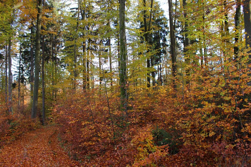 Das Foto der Landschaft im Herbst im Heumoederntal 11 für comercial Fotos und Bilder.