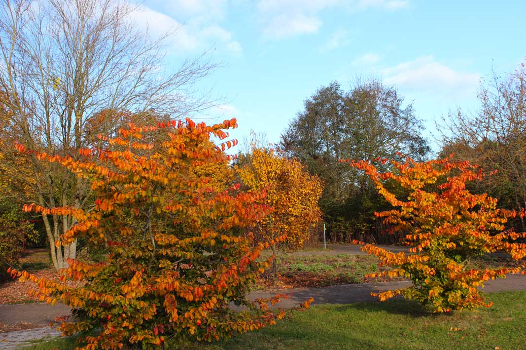 Das Foto der Landschaft im Herbst im Kurpark 12 für comercial Fotos und Bilder.
