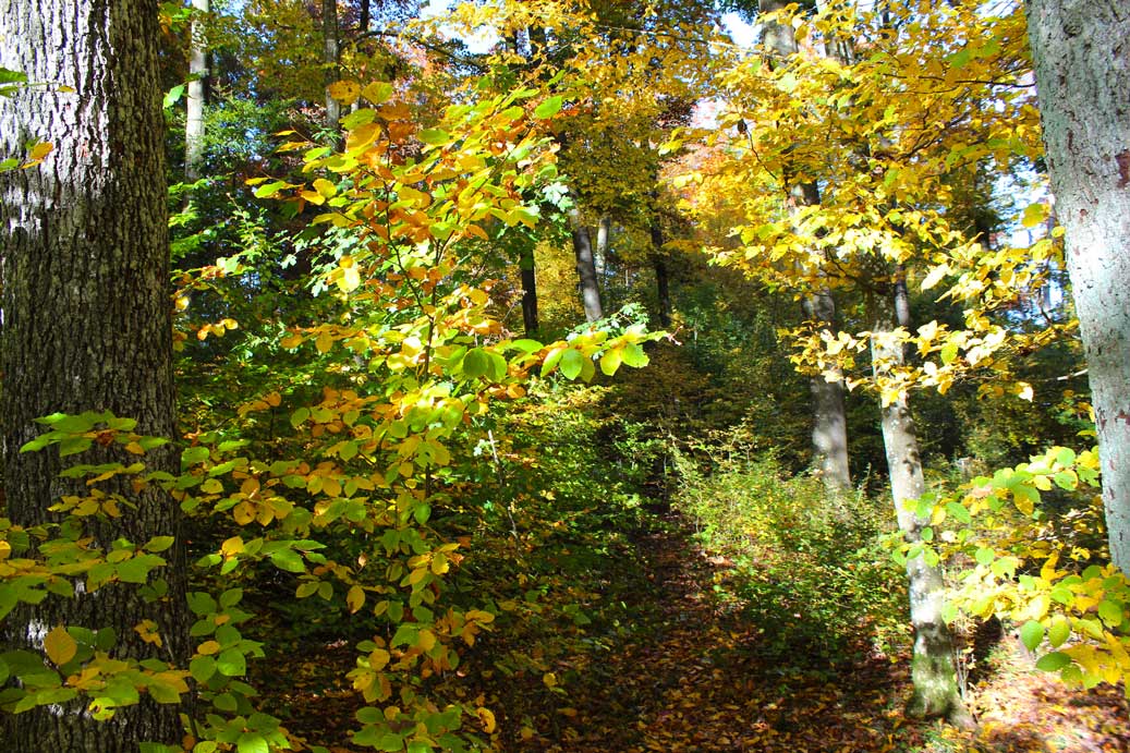 Das Foto der Landschaft im Herbst bei Raitenbuch 10 für comercial Fotos und Bilder.