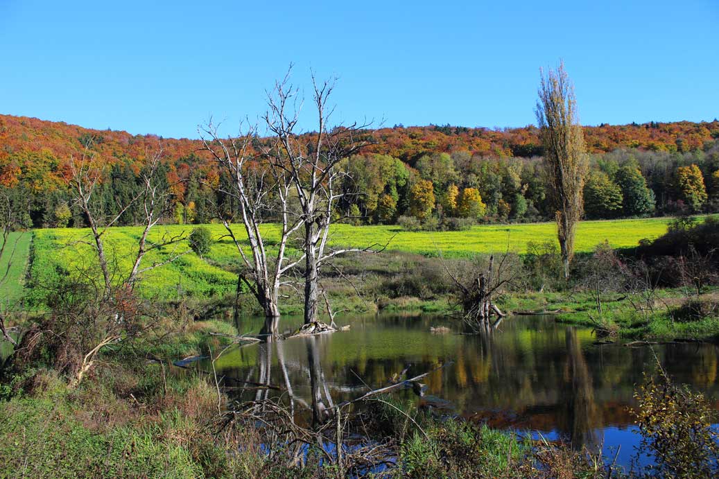 Das Foto der Landschaft im Herbst im Rohrachtal 05 für comercial Fotos und Bilder.