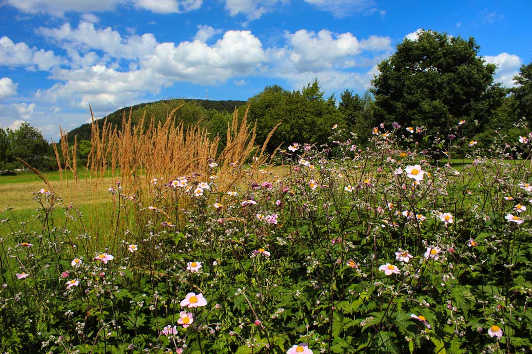 Die Landschaft im Sommer im Kurpark Treuchtlingen 08 fuer comercial Fotos und Bilder.