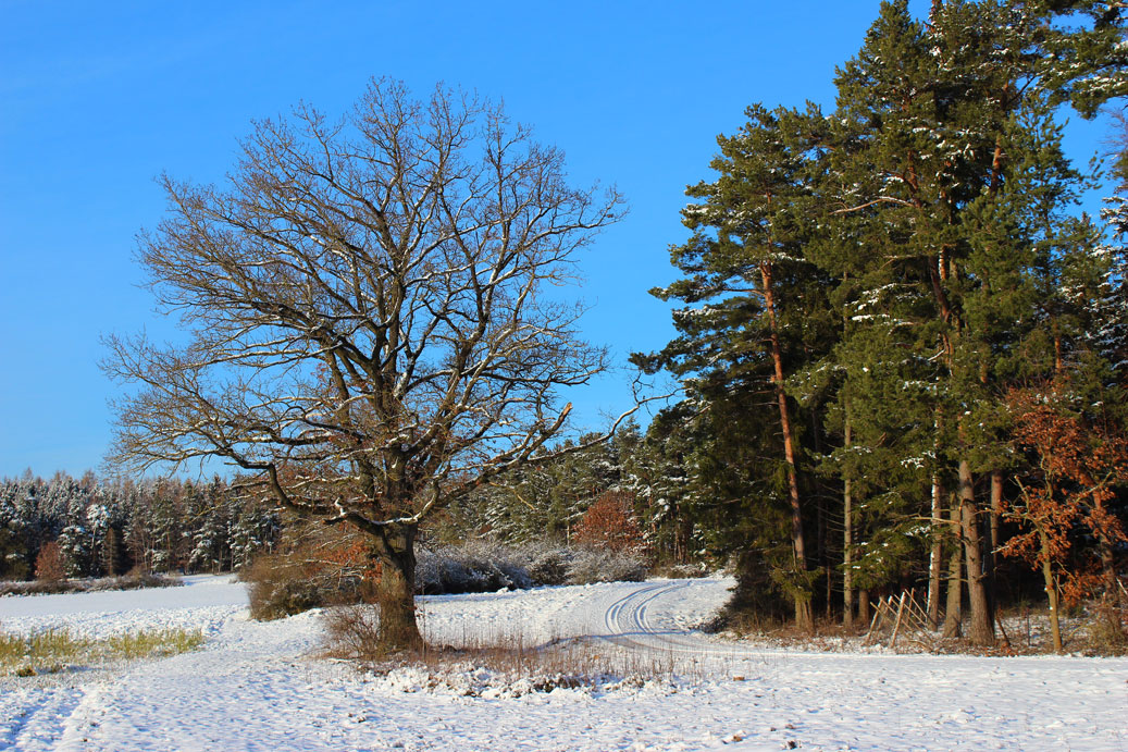 Die Landschaft im Winter bei Osterdorf 20 fuer comercial Fotos und Bilder.
