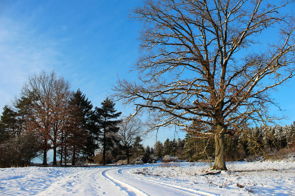 Die Landschaft im Winter bei Osterdorf 22 fuer comercial Fotos und Bilder.