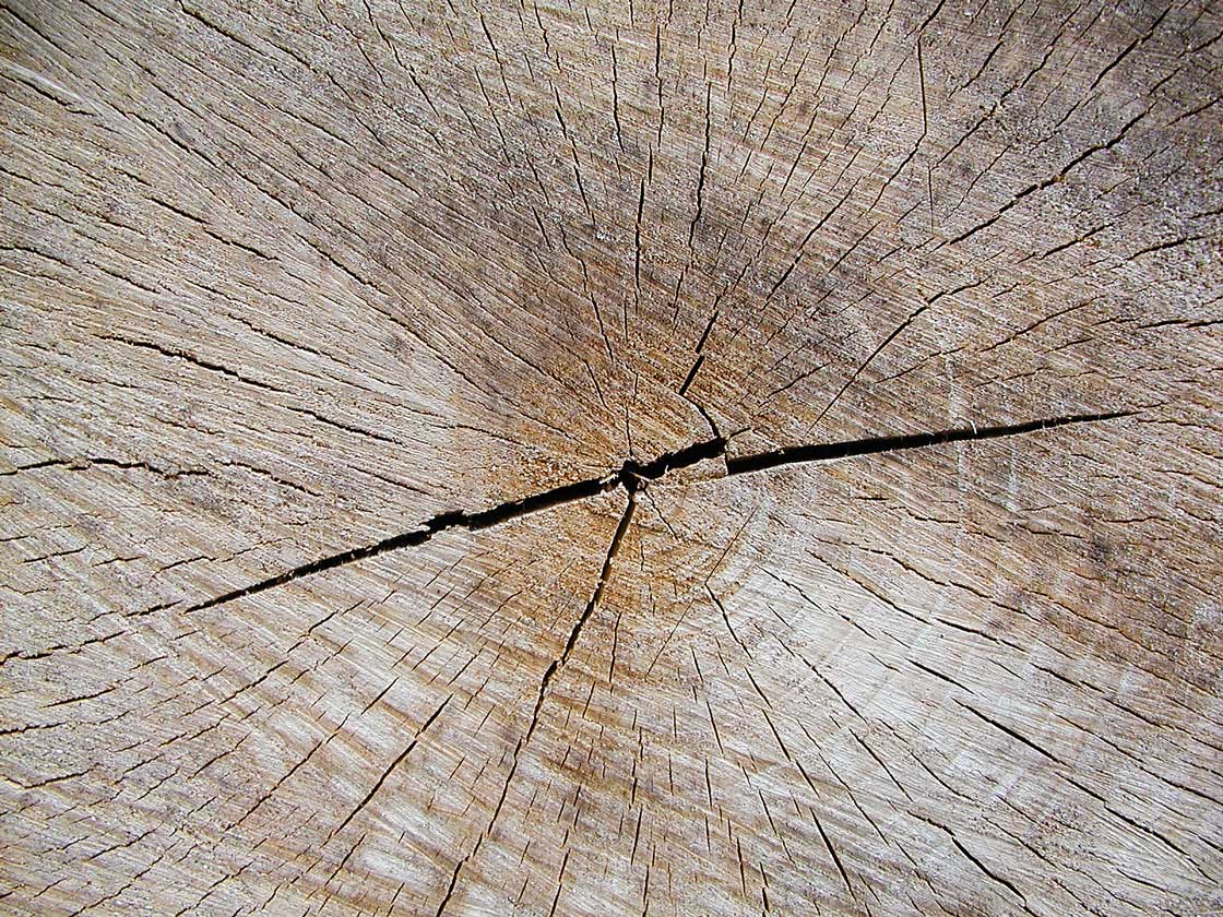 Die Struktur, Natur, Holz Querschnitt 12 fuer comercial Fotos und Bilder.