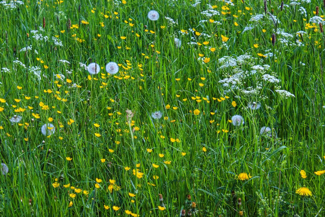 Die Texture, Natur die Sommerblumenwiese 02 fuer comercial Fotos und Bilder.