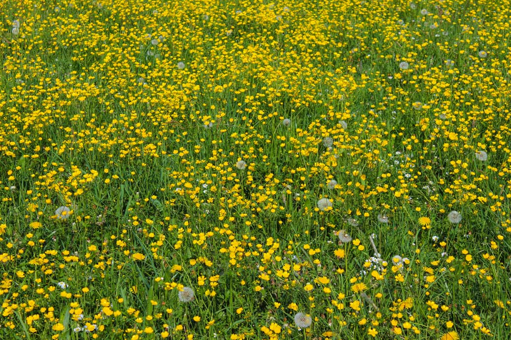 Die Texture, Natur die Sommerblumenwiese 05 fuer comercial Fotos und Bilder.