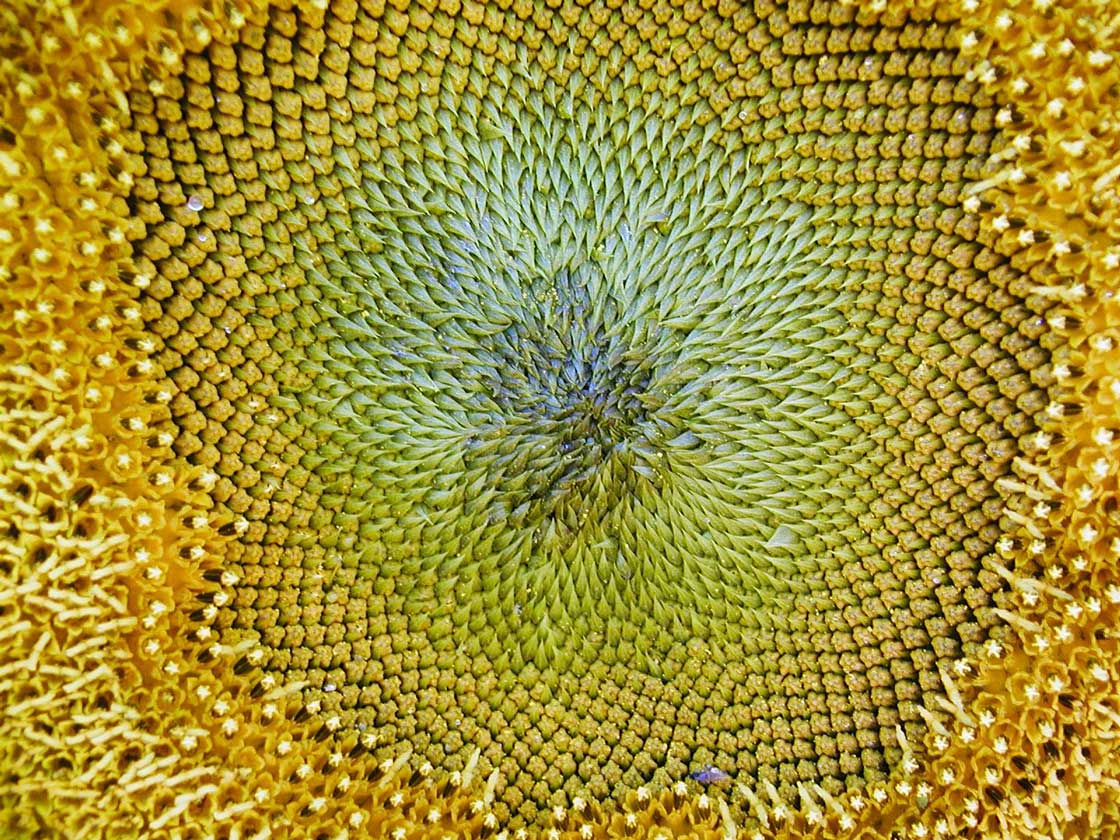 Die Texture, Natur die Sonnenblume 19 fuer comercial Fotos und Bilder.