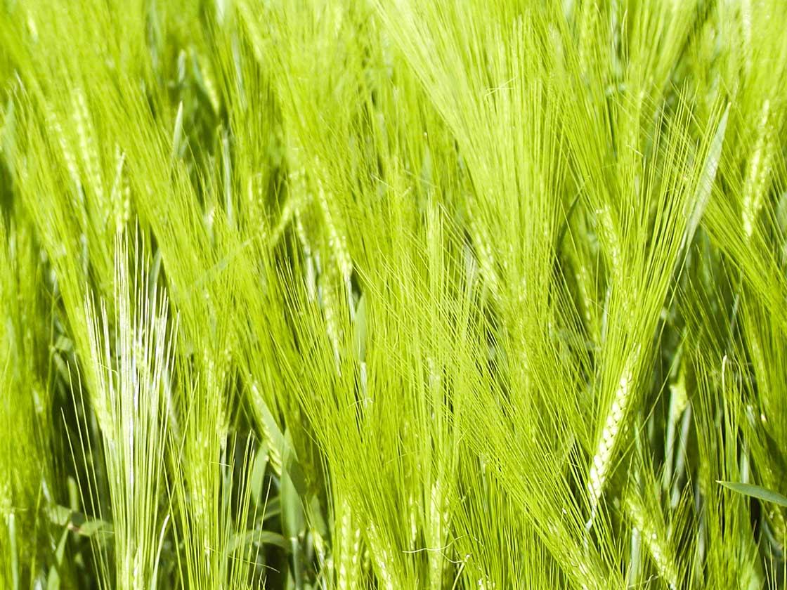 Die Texture, Natur der Weizen 26 fuer comercial Fotos und Bilder.