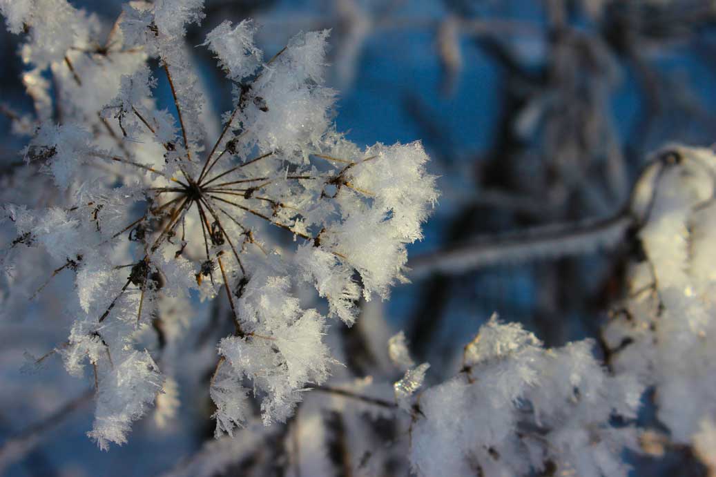 Das Foto der Texturen, Schnee und Eisgebilde, die Eisblume 03 für comercial Fotos und Bilder.